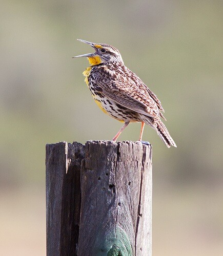 western_meadowlark_2.jpg