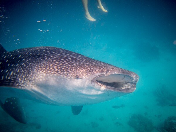 6_Whale Shark Diving in Oslob.jpg