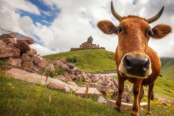 7_Cow Near Kazbegi.jpg