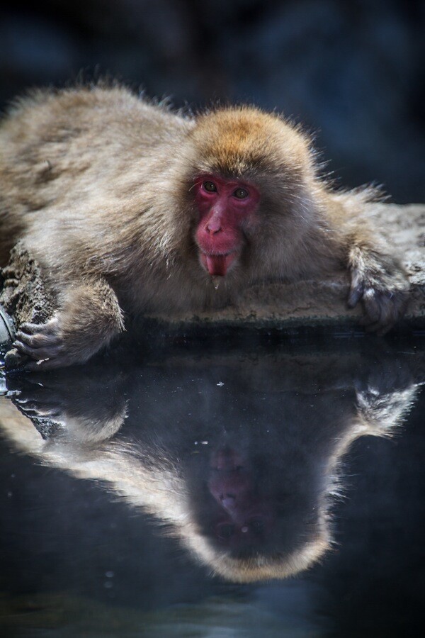 8_Yudunaka Snow Monkey.jpg