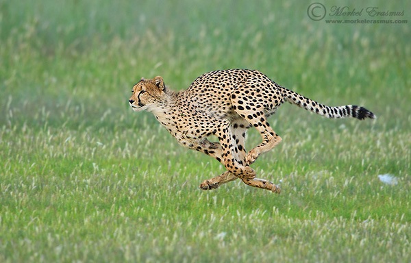 Cheetah_Runner.jpg