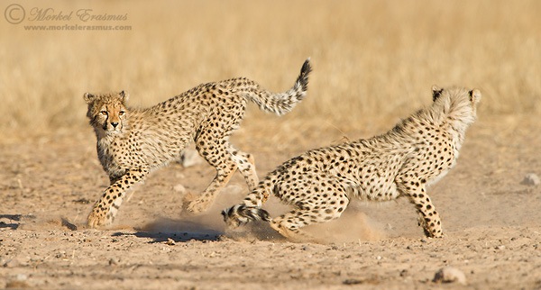Cheetahs_Playing.jpg