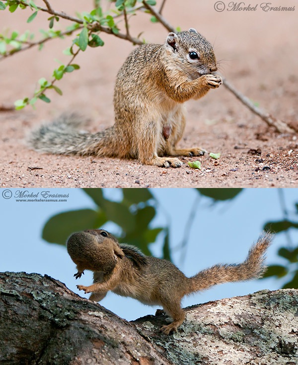 Squirrels.jpg