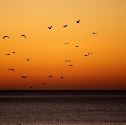 dawn - with birds