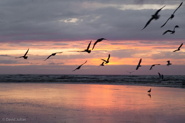 Gulls at sunset Oregon 293