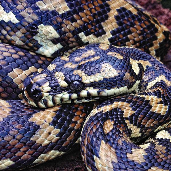 CarpetPython_2506_65_KBreeden_01