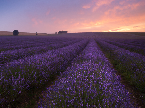 Lavender field at sunrise presented in a 4:3 format