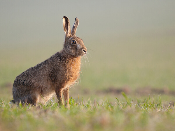 Brown Hare (Lepus europaeus)