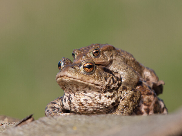 European toad (Bufo bufo)