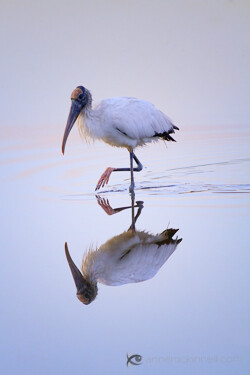 Woodstork at the Ding Darling Wildlife Refuge, Florida.