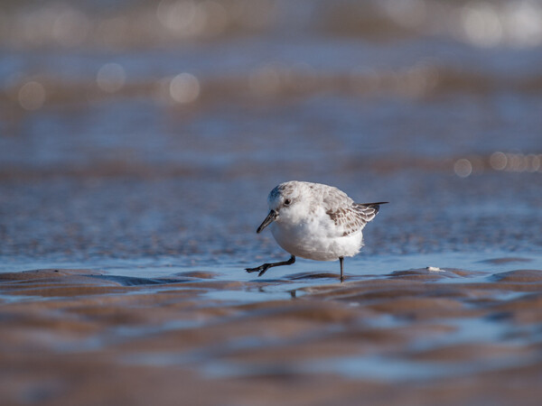 Sanderling (Calidris alba)
