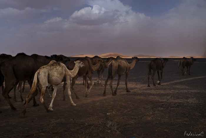 Merzouga - Dromedaries