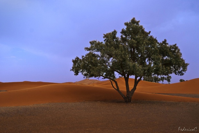 Merzouga -desert tree