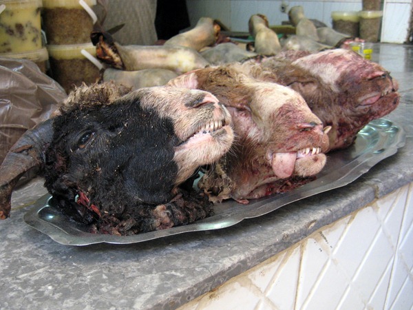 Sheep heads Fes medina Morocco