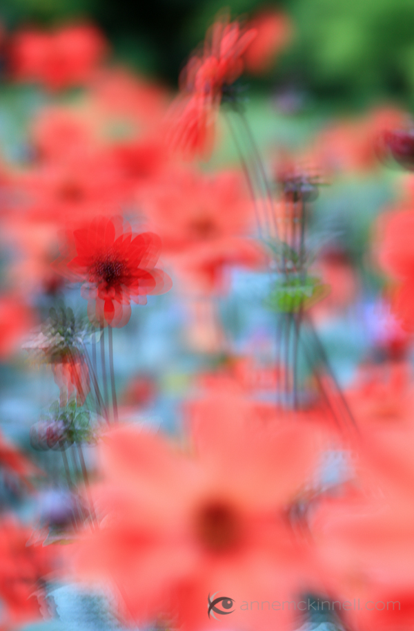 Red Flowers with Multiple Exposure Effect