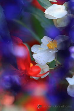 Flowers using the shoot through technique.