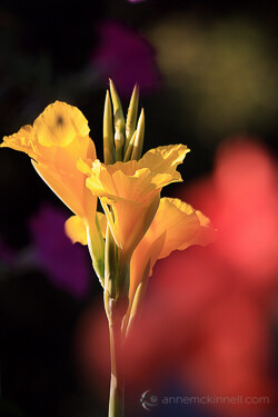 Flowers using the shoot through technique.