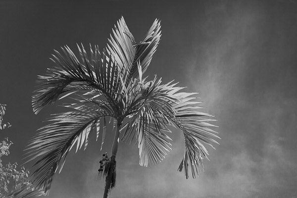 Black and White conversion of a palm tree in Lightroom