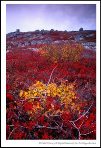 This autumn scene near Peggy’s Cove, Nova Scotia is not overly exciting but provides a good example of colour theory in practise. If you cover the bottom half of the picture you are left with a secondary coloured orange foliaged tree and violet coloured sky, and the scene completely lacks any attention grabbing detail. Next cover the top half of the image; although the bottom half of the scene, although much less interesting than the picture as a whole, has far more impact due to the primary colour of yellow being surrounded by the primary colour of red and thus supporting the point of Matisse as quoted at the opening.