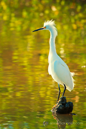 Egret, Ding Darling Wildlife Refuge, Florida