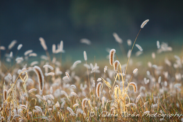Once you experience the early morning light, you will be happy you didn't waste your time sleeping in. If it's really tough for you to get up before dawn, try scheduling a photo walk with other local photographers. If you schedule it, you'll have to be there!