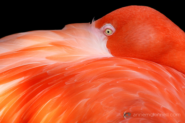 Caribbean Flamingo by Anne McKinnell