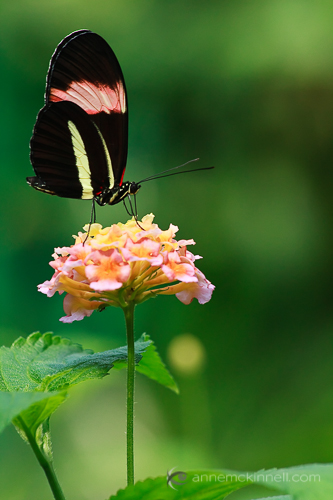Butterfly by Anne McKinnell.