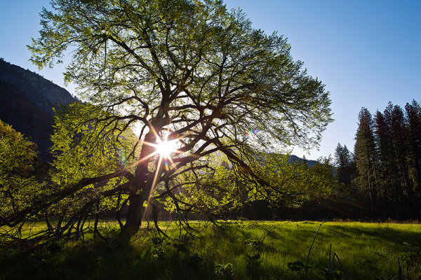 For this shot in Yosemite National Park, I shot in Aperture Priority, with exposure comensation set to +1.6.  EOS 5D Mark III, EF 24mm f/1.4L II. ISO 100, 1/30, f/16.  