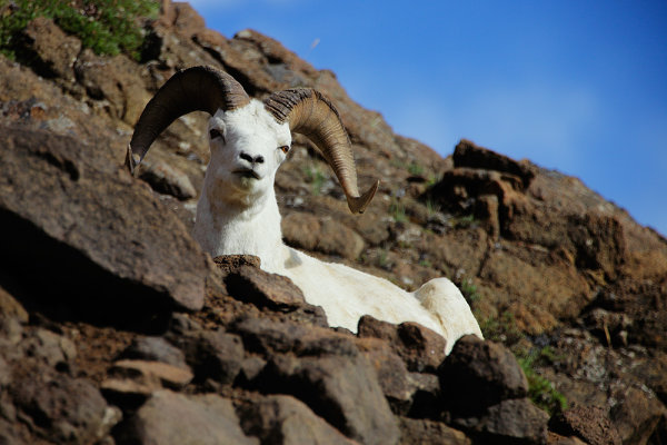 This Dall Sheep was lounging just above Polychrome Pass. Using a 70-200 with a 2x extender, I was able to get in close and get a nice portrait. 5D Mark II, EF 70-200 f/2.8L IS II w/2x extender. 1/1000 at f/4, ISO 200.
