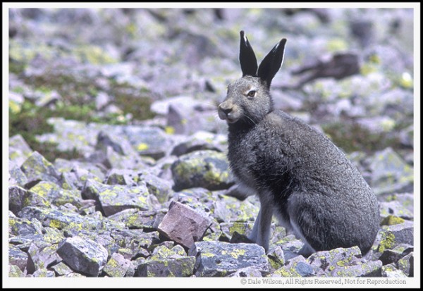 Once this hare heard the mirror-slap on my medium format camera (Pentax 67) he was gone faster than a … well, shot at rabbit. Fortunately, due to the large film size I am able to crop the image and place the ‘Point of Interest’ (the hare) in the most pleasing ‘Point of Impact’ within the frame. When we are working with “living critters, including people” we will usually want to focus on the eyes and frame the animal in such a fashion to leave room for them to “look into the frame.”