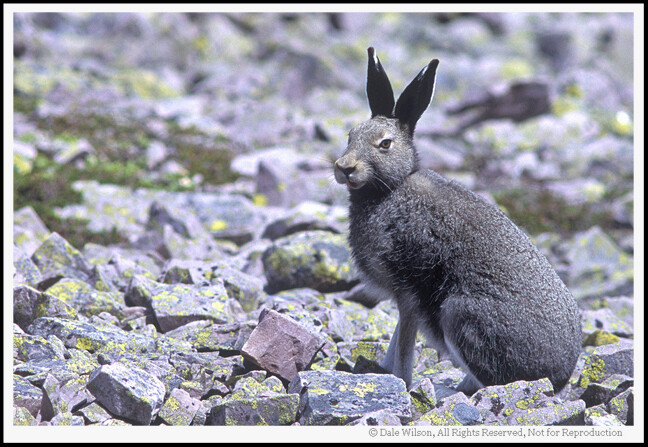Once this hare heard the mirror-slap on my medium format camera (Pentax 67) he was gone faster than a … well, shot at rabbit. Fortunately, due to the large film size I am able to crop the image and place the ‘Point of Interest’ (the hare) in the most pleasing ‘Point of Impact’ within the frame. When we are working with “living critters, including people” we will usually want to focus on the eyes and frame the animal in such a fashion to leave room for them to “look into the frame.”