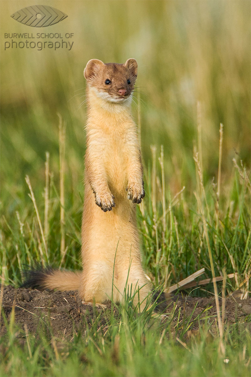 Long-tailed Weasel pauses outside of ground squirrel burrow: Canon EOS Digital Rebel,  Canon 500mm F4L IS, 1.4x Extender II @ 700mm, 1/500th of a second at F7.1, ISO 200 - Hand held