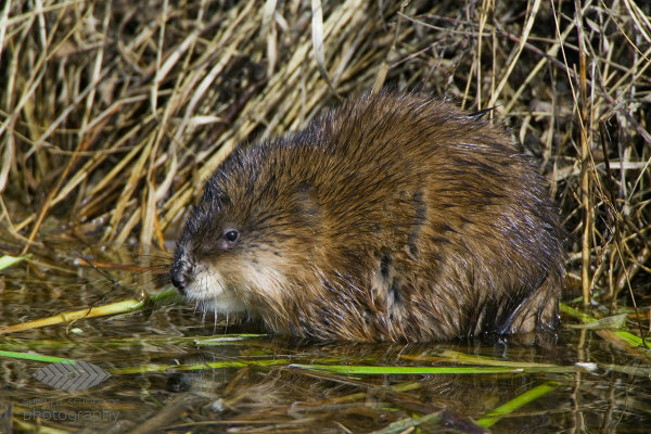 Muskrat pauses while eating: Canon 1Ds Mark II, Canon 500mm F4L IS lens, 1.4x Extender II and 2.0x Extender II @1400mm, 1/500th of a second at F10, ISO 640, Saddle-shaped bean bag from vehicle window