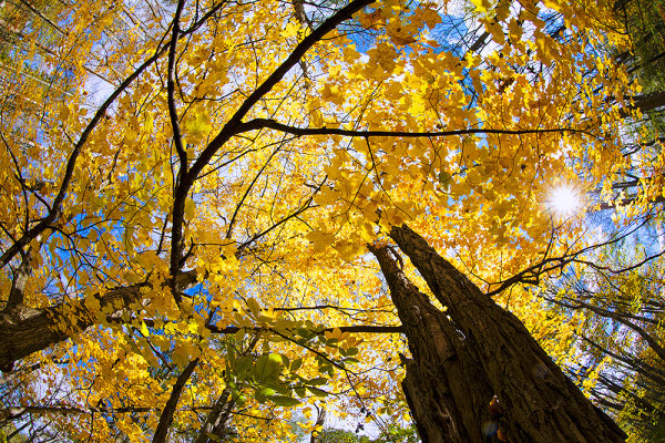 This shot of the canopy of autumn leaves in upstate NY was taken with a fisheye lens. The sun shining through the gap in the leaves added just the touch of drama I needed. EOS-1D X, EF 8-15mm f/4L.  1/60, f/16, ISO 100. 