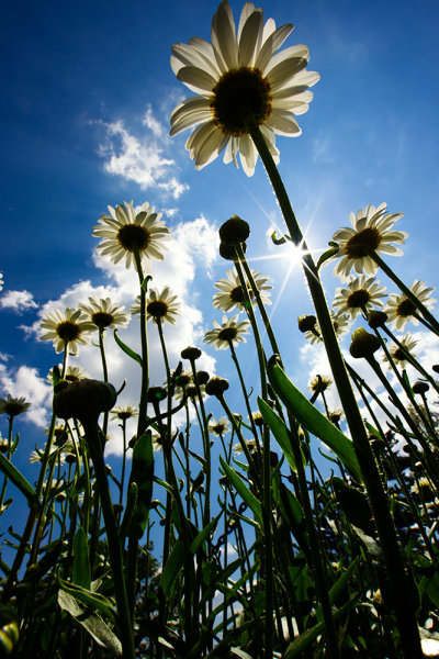 This image of daisies was shot with the EOS-1D Mark IV and EF 14mm f/2.8L II. Exposure was 1/100, f/22, ISO 100. Aperture Priority.