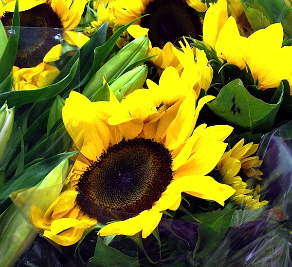 Sunflowers 2.JPG