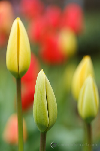 Spring Tulips by Anne McKinnell