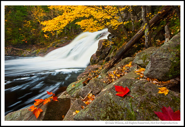 This image move away from the various "rules of composition" we have discussed, yet uses strong diagonal lines assupporting elements, as well as colour contrast. Yes, I placed the leaves in the foreground; but, somehwere today there is a photographer swearing up and down that those leaves were there just as he found them!