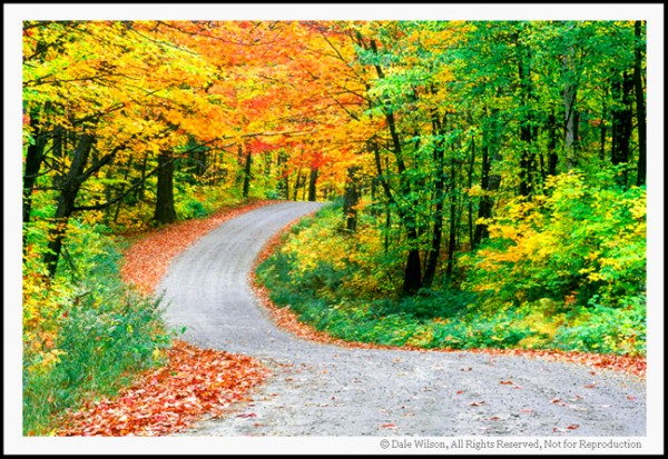 This image of a country road shows a good example of an S-curve. Just like the C-curve our eye will follow the path to its smallest point, leaving us curious what lies beyond. Diagonals, whether they have been drinking wine or not, provide the direction of travel in an image by moving the eyes around the scene.