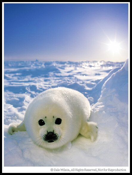 There will be occassions when you simply have to get the image and then attempt to refine it later. This is usually the case with animals. This harp seal pup is not the most active critter on the planet, but the mother most certainly can deliver one fast and nasty bite.