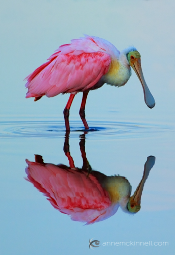 Roseate Spoonbill at the Ding Darling Wildlife Refuge, Florida, by Anne McKinnell