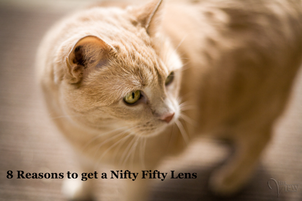 nifty-fifty-featured