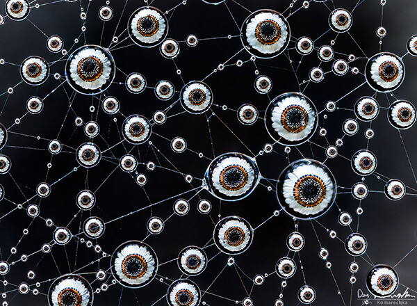 water droplets refracting the image of a flower on a spider web. 20 separate frames were used to bring the entire image into focus
