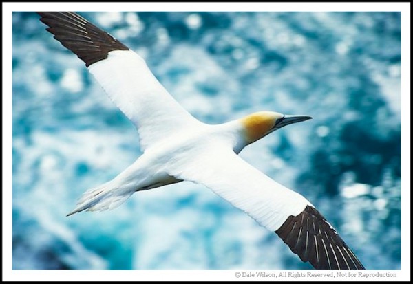 Cape St. Mary's is one of the best locations in eastern Canada to make portraits of the sleek Northern Gannet. 