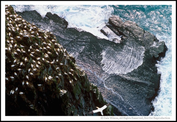 With 20,000 nesting pairs of gannets, Cape St. Mary's is the second largest rookery in Canada. Quebec's Bonaventure Island is the largest with around 50,000 pair. 