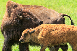 Bison mother and calf by Anne McKinnell