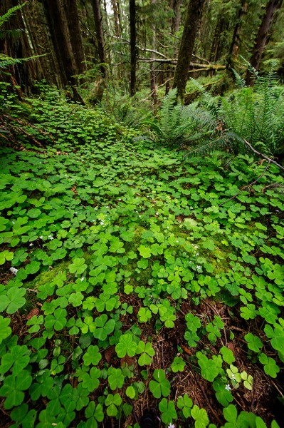 The temperate rain forest features a plethora of flora. This is wood sorrel blanketing the forest floor. EOS 5D Mark III, EF 14mm f/2.8L II. 1/25, f/8, ISO 400. 