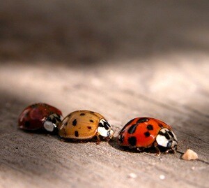 Macro-Ladybirds