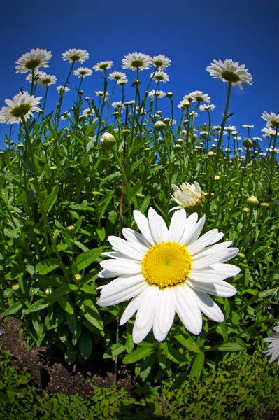 By getting close to this daisy, it is easily emphasized in the foreground, while the other daisies just behind it get pushed back. EOS 5D Mark III with EF 8-15mm Fisheye Zoom