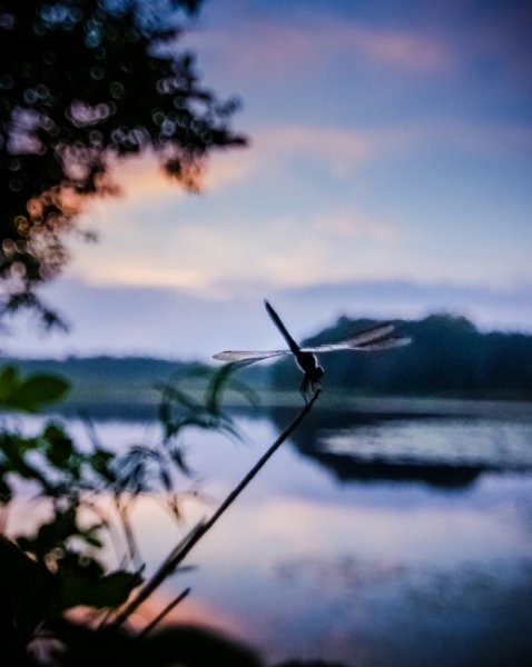 Dragonfly-Watching-Sunset-518x650